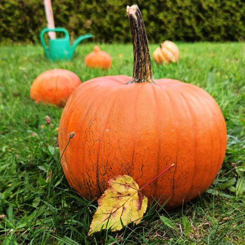 D – jak DOBRE SAMOPOCZUCIE, biegunki, zaparcia i gazy. Czego warto unikać?